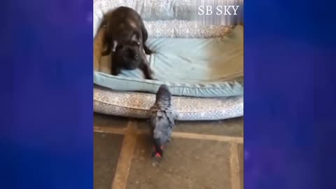 Funny Cat and Dog