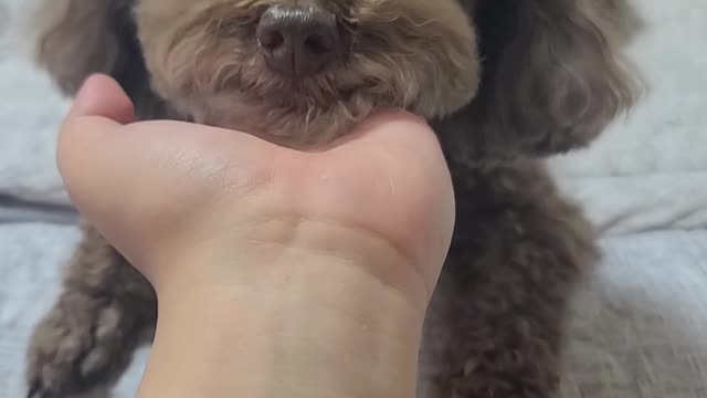 Cute cookie