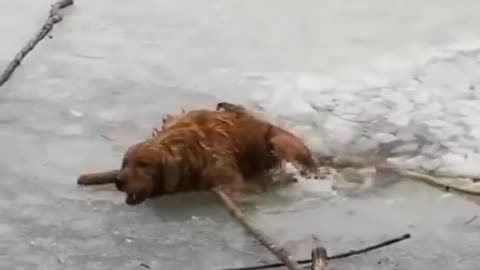 dog is human best and most loyal friend ❤️