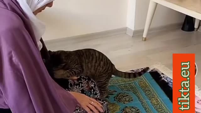 Religious Cat 🐱attacks Islam