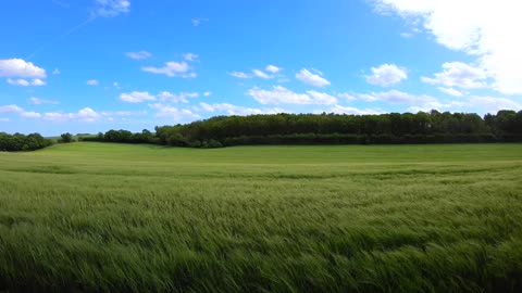 Wind Blowing Green Grass