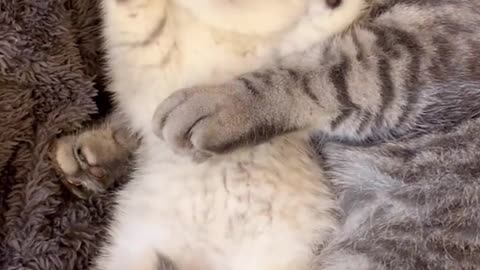 Mum, I'm really asleep, I won't lie to you