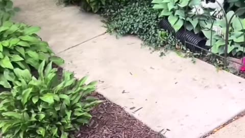 The cat stood up for another cat and started attacking the dog