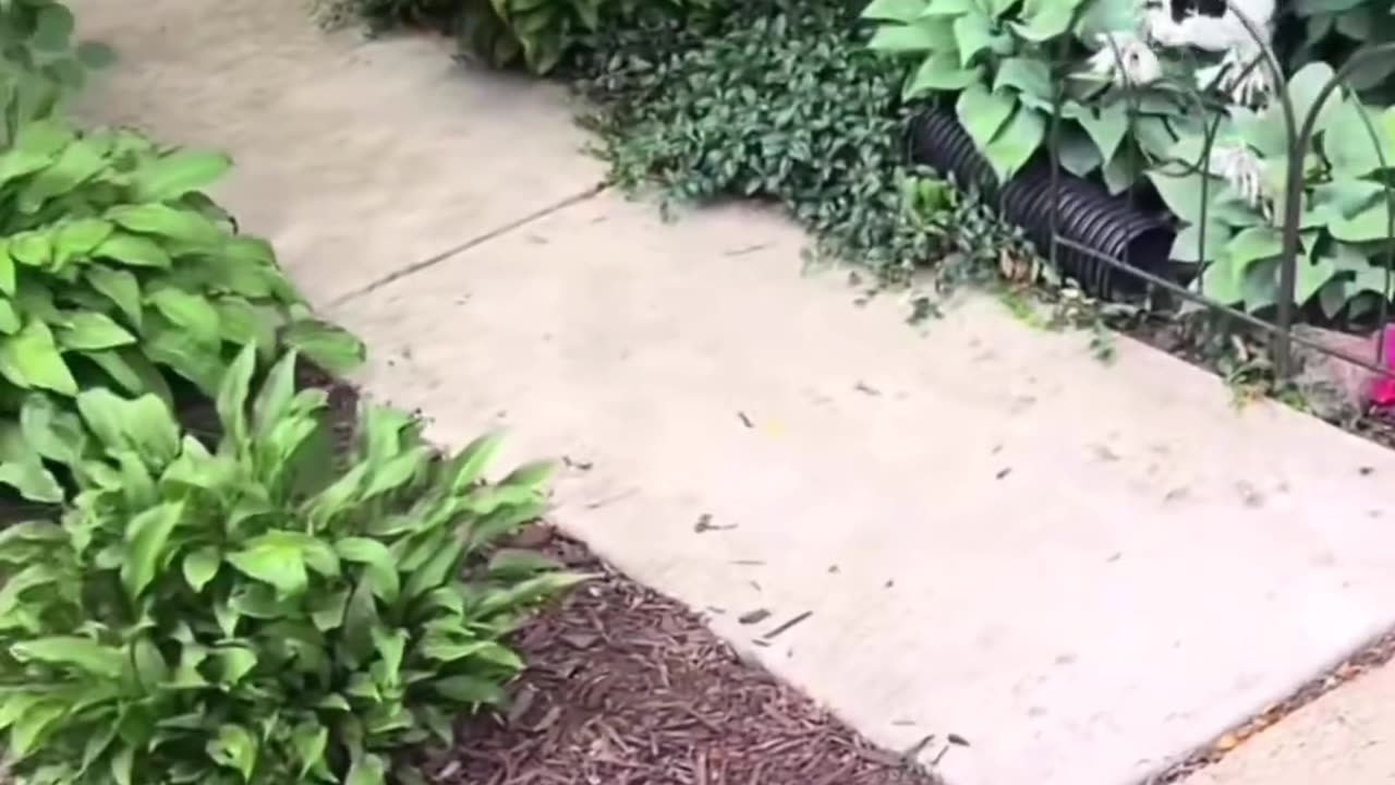 The cat stood up for another cat and started attacking the dog