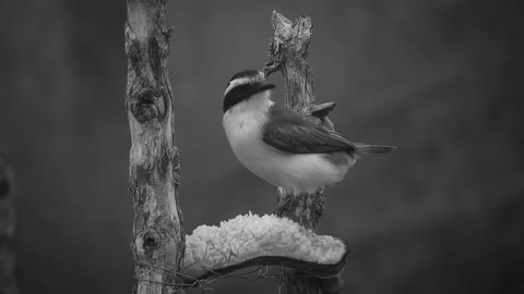 nature-bird-carpenter-tree