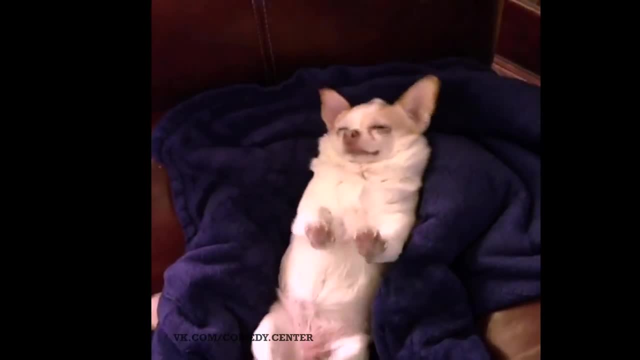 candy rains on dog (vine)