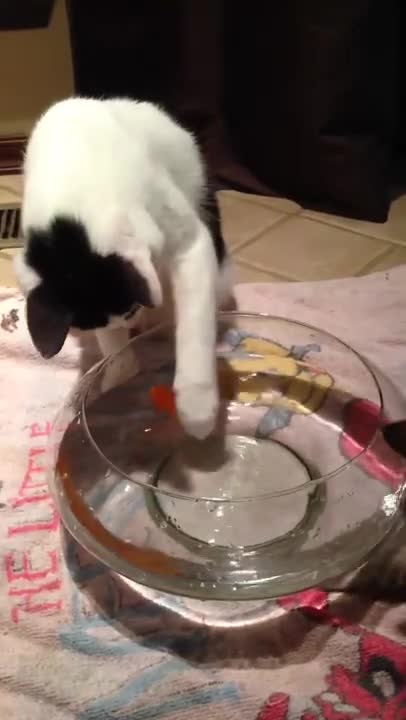 Definetely not a real fish! #shorts