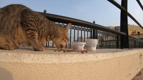 MICHAEL JACKSON - Homeless cat in Ras Al Khaimah, UAE #cat #cats #MichaelJackson #emirates #ae #UAE