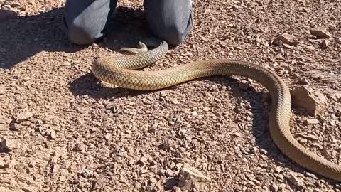 Snake hunting in Morocco