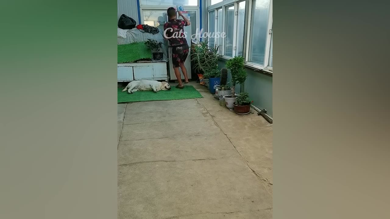 Funniest Animals π New Funny Cats and Dogs πΊπΆ Part 4