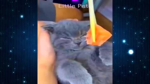 New Funny Videos 2024 Cutest Cats and Dogs #shorts #viral #animals
