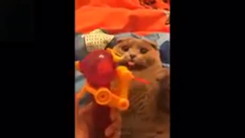 Fun ! Pet ! Videos !
