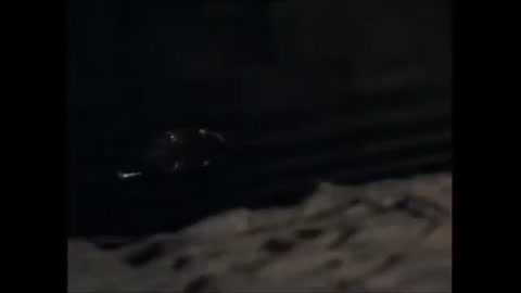 Nile Crocodile kills African lion_Cut.mp4