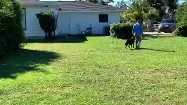 Testing Dutch Shepherd for Protection Work