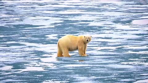 Share the lost polar bear