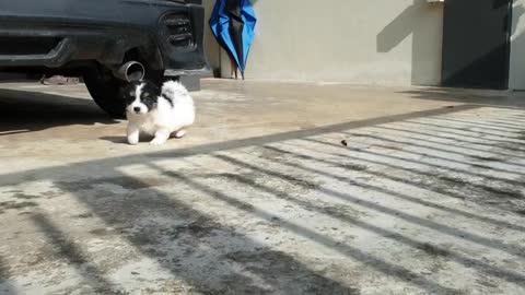 Pet puppies