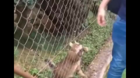 Funniest cat videos #104 - HILARIOUS!