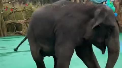 Most Funny Wild Animal | The Cutest baby Elephant