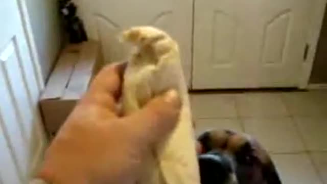 Dog eats Bean Burrito in 1 second