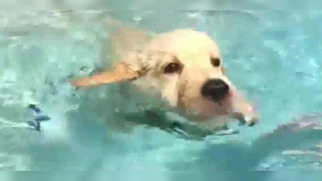 After practice, the golden retriever swims very well