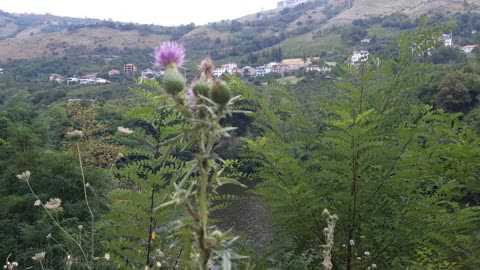 VIEWS FROM THE PLATEAU-13