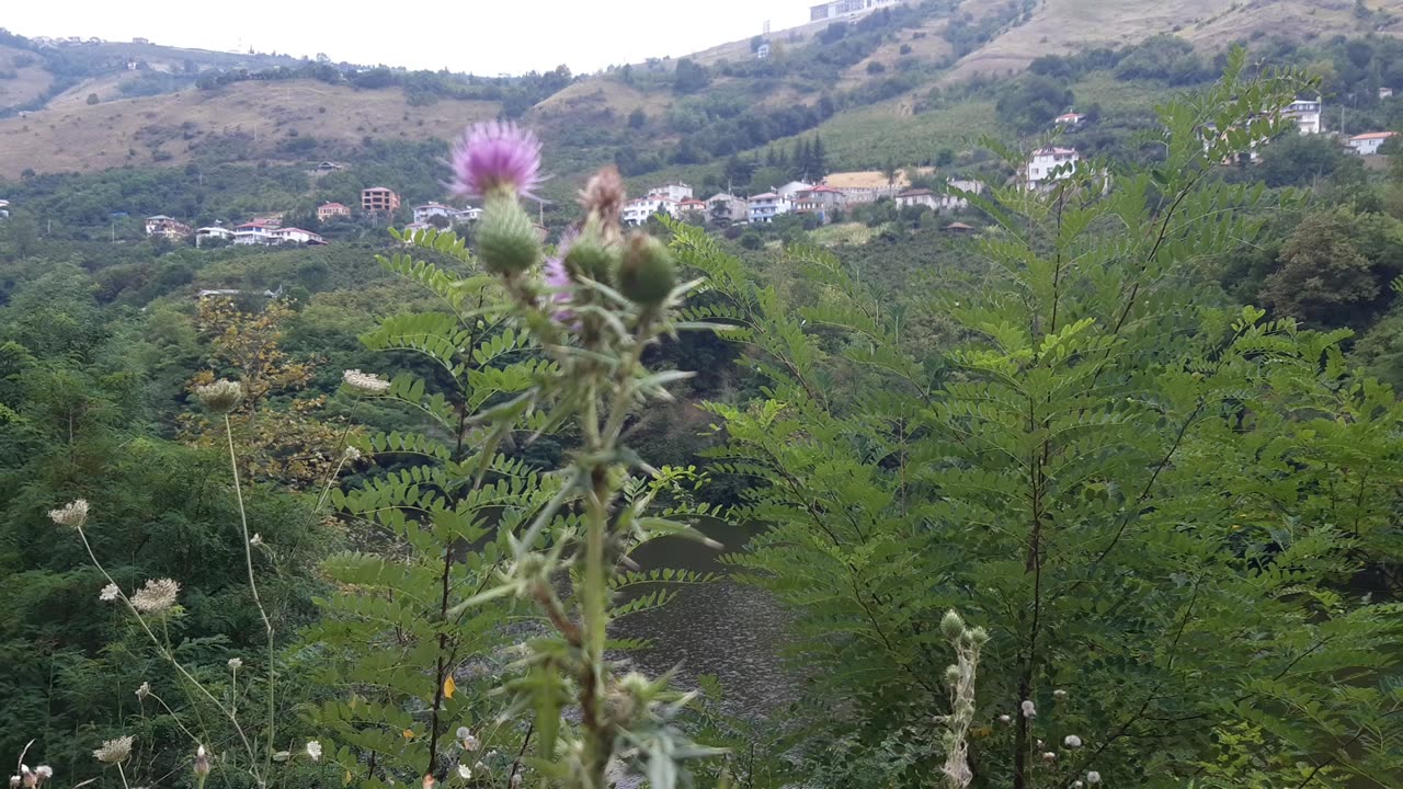 VIEWS FROM THE PLATEAU-13