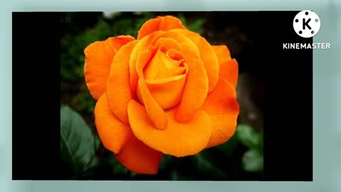 Most Beautiful Flowers 🌹 Images in World