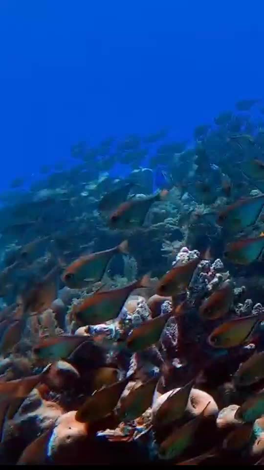 Fish give clear warning ⚠️ to the sweemer