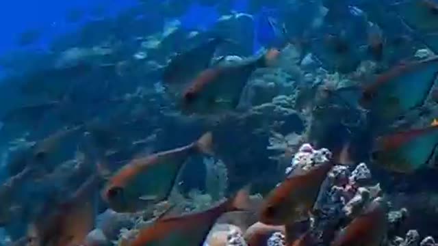 Fish give clear warning ⚠️ to the sweemer
