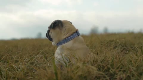 cute dog|puppy|dog|cute