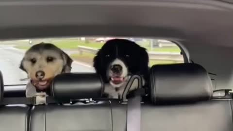 Casper & Daisy the Dog