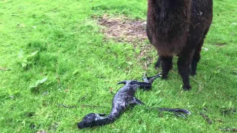 Alpaca giving birth ~ Oreobloom unpacking her cria