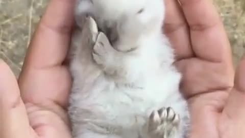 Cute White Bunny - Cute Animals #1