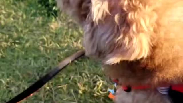 Exciting dog on a walk after a long time