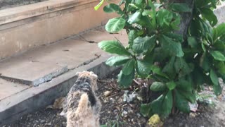 Adorable Welsh Terrier Greets His Bodyguard on a Stroll