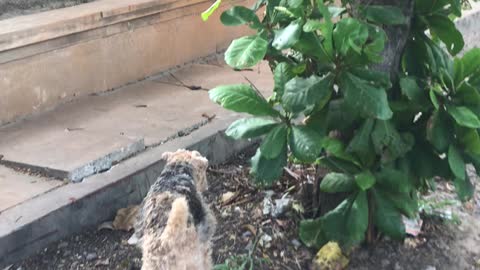 Adorable Welsh Terrier Greets His Bodyguard on a Stroll