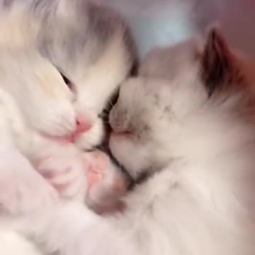 Cute cat have some kisses🙄