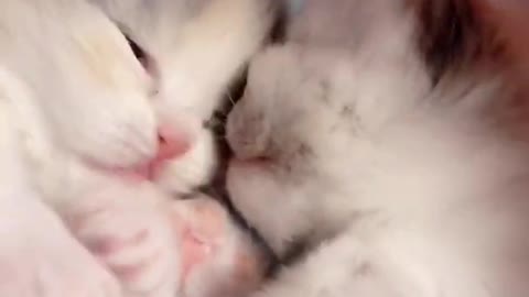 Cute cat have some kisses🙄