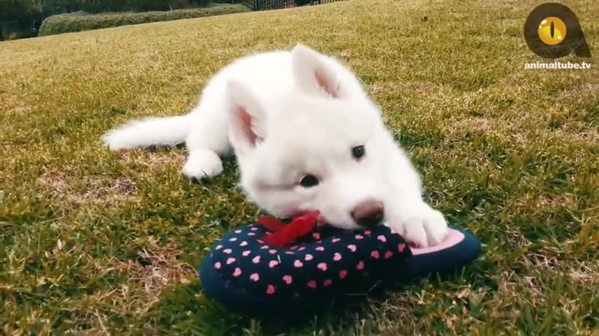 Top 10 cutest dogs in the qorld with unique qualities