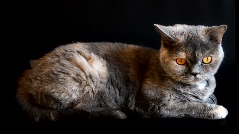 The eyes of pet cats