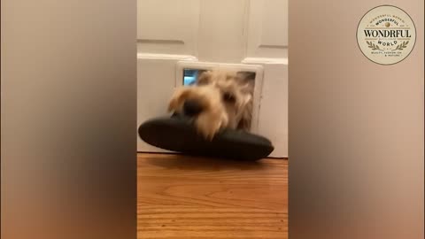 FUNNY PETS #33