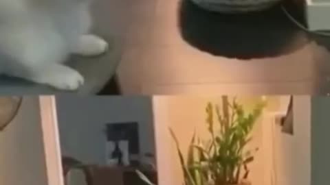 Cats kawai