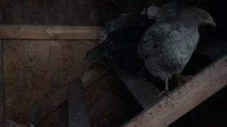 Pullets at Perch