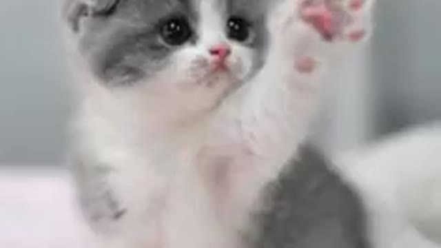 Cute animals