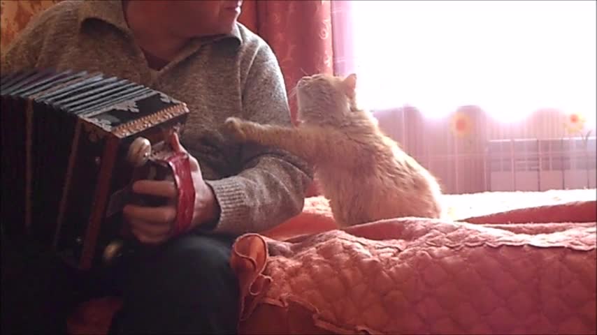 Funny Cat and Accordion