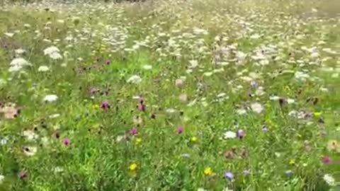 The natural scenery is very pleasant