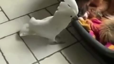 This parrot decided he was a dog