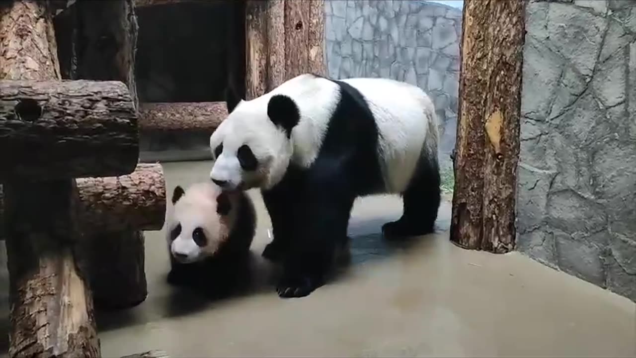 Mama and son Panda bears 😍😍