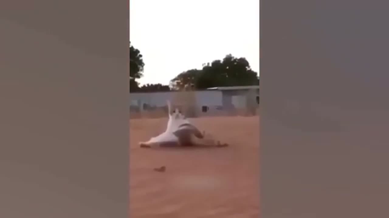 Funny animal video