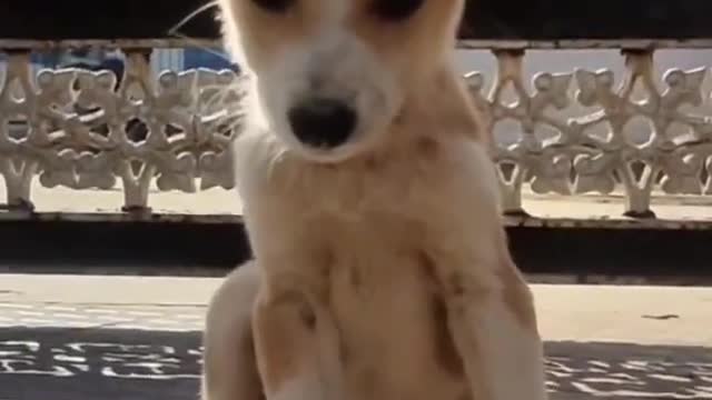cute & funny dog -funny dog #shorts